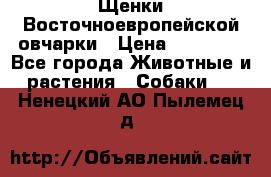 Щенки Восточноевропейской овчарки › Цена ­ 25 000 - Все города Животные и растения » Собаки   . Ненецкий АО,Пылемец д.